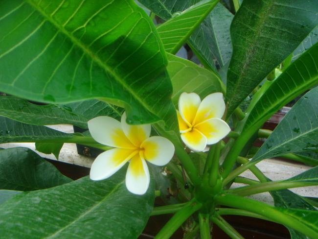 Name:  Plumeria 8.jpg
Views: 893
Size:  45.9 KB