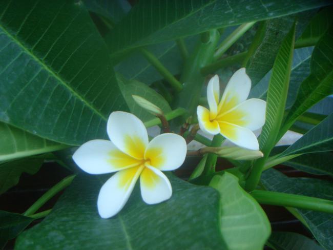 Name:  Plumeria 10.jpg
Views: 914
Size:  32.8 KB