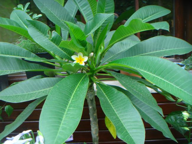 Name:  Plumeria 6.jpg
Views: 959
Size:  52.6 KB