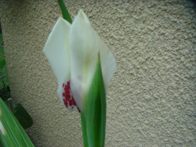 Name:  Kaplan 1.jpg
Views: 1062
Size:  50.2 KB