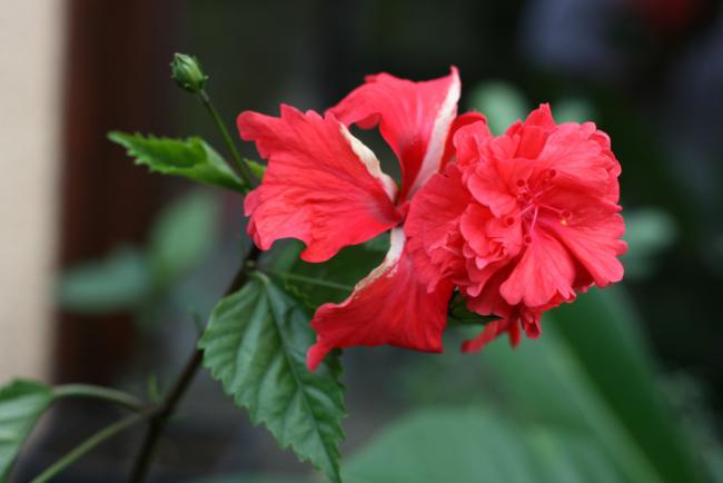 Name:  Hibiscus 5.jpg
Views: 1055
Size:  25.1 KB