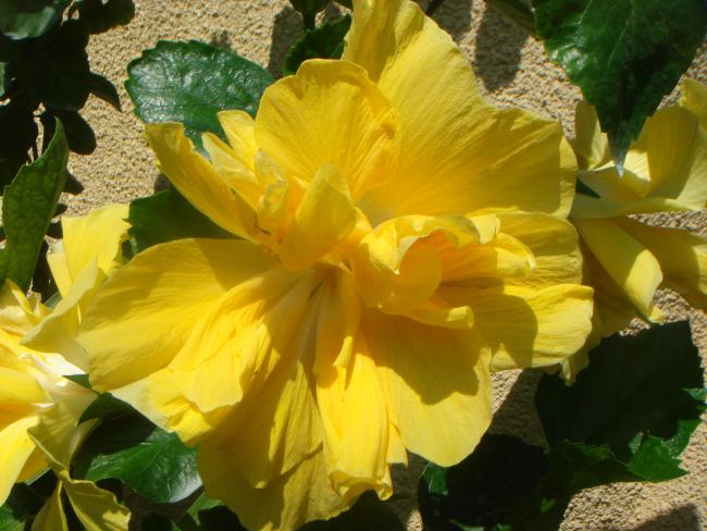 Name:  Hibiscus 3.jpg
Views: 1046
Size:  49.6 KB