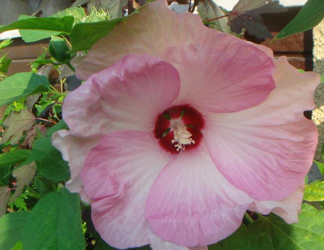 Name:  Hibiscus 19.jpg
Views: 1061
Size:  41.1 KB