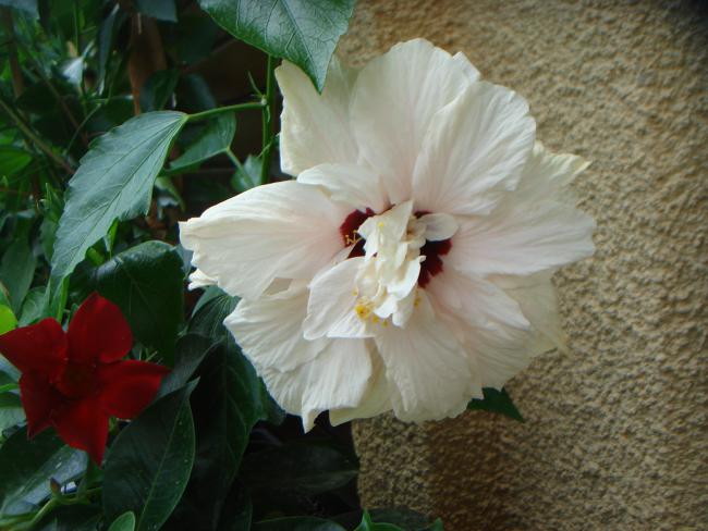 Name:  Hibiscus 12.jpg
Views: 1001
Size:  46.2 KB
