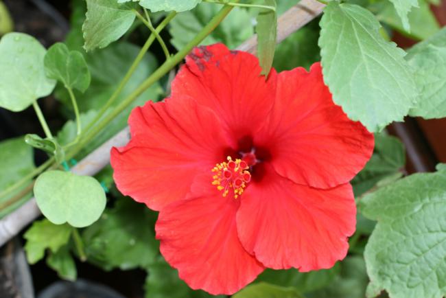 Name:  Hibiscus 16.jpg
Views: 1072
Size:  36.0 KB