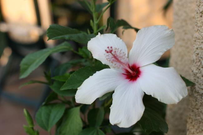 Name:  Hibiscus 17.jpg
Views: 1052
Size:  28.4 KB