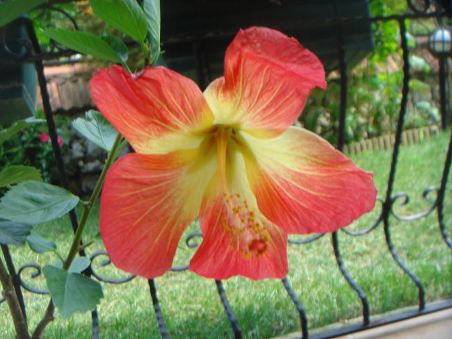 Name:  Hibiscus 8.jpg
Views: 1011
Size:  49.4 KB