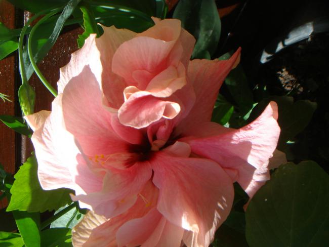 Name:  Hibiscus 20.jpg
Views: 1056
Size:  38.4 KB