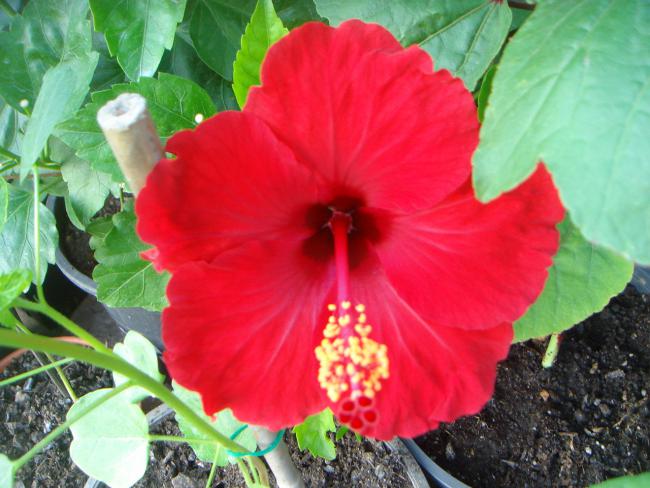 Name:  Hibiscus 13.jpg
Views: 1065
Size:  51.4 KB