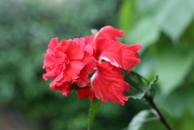 Name:  Hibiscus 15.jpg
Views: 1071
Size:  22.8 KB