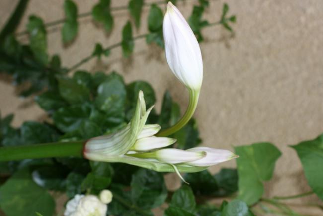 Name:  Crinum 10.jpg
Views: 1054
Size:  26.3 KB