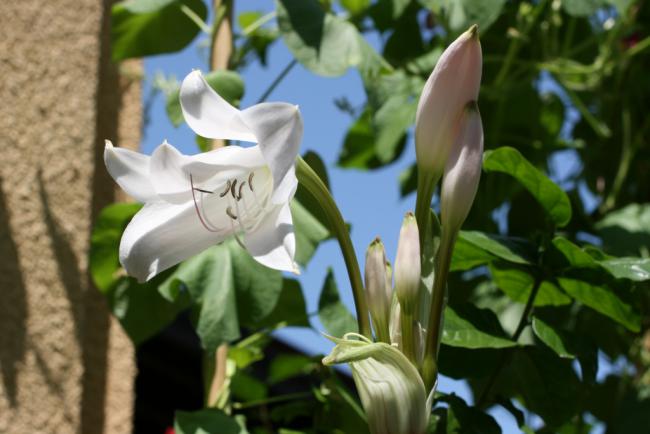Name:  Crinum 11.jpg
Views: 1077
Size:  38.6 KB