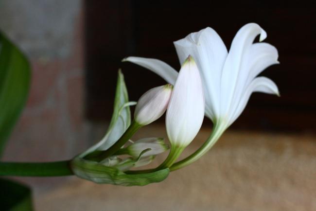 Name:  Crinum 13.jpg
Views: 1021
Size:  19.7 KB