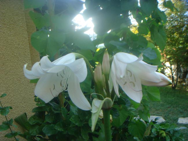Name:  Crinum 8.jpg
Views: 1050
Size:  43.4 KB