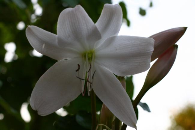 Name:  Crinum 14.jpg
Views: 1026
Size:  23.9 KB