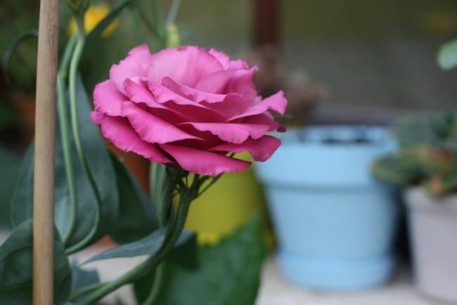 Name:  Lisianthus 13.jpg
Views: 1007
Size:  24.5 KB