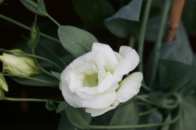 Name:  Lisianthus 16.jpg
Views: 1006
Size:  21.8 KB
