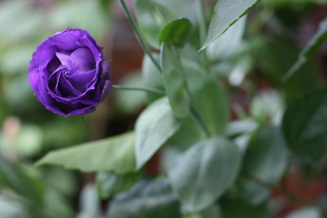 Name:  Lisianthus 17.jpg
Views: 1117
Size:  24.4 KB