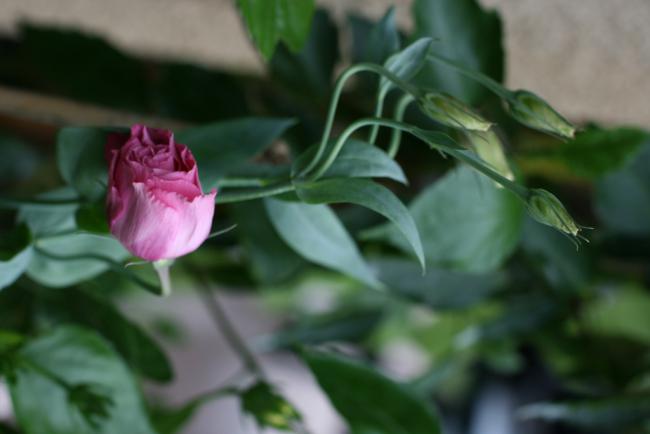 Name:  Lisianthus 20.jpg
Views: 1089
Size:  25.6 KB