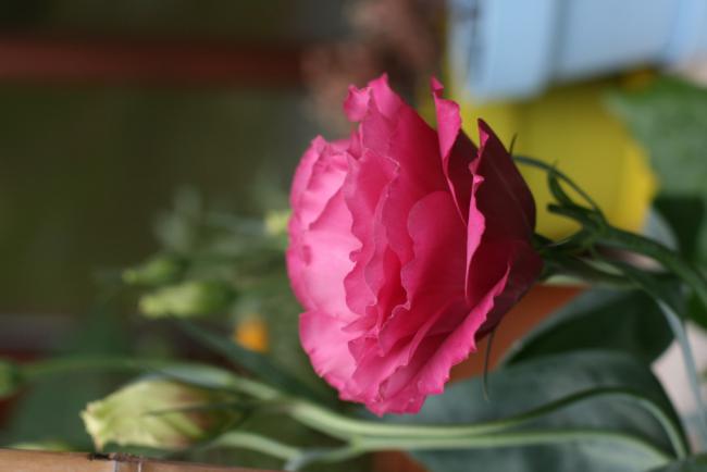 Name:  Lisianthus 18.jpg
Views: 1083
Size:  22.8 KB