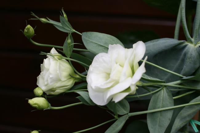 Name:  Lisianthus 19.jpg
Views: 1055
Size:  27.9 KB
