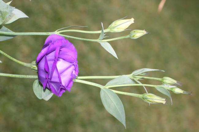 Name:  Lisianthus 21.jpg
Views: 1036
Size:  27.3 KB