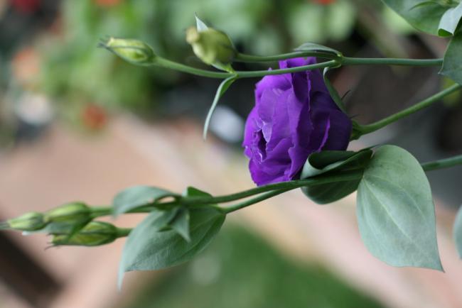 Name:  Lisianthus 22.jpg
Views: 1043
Size:  26.3 KB