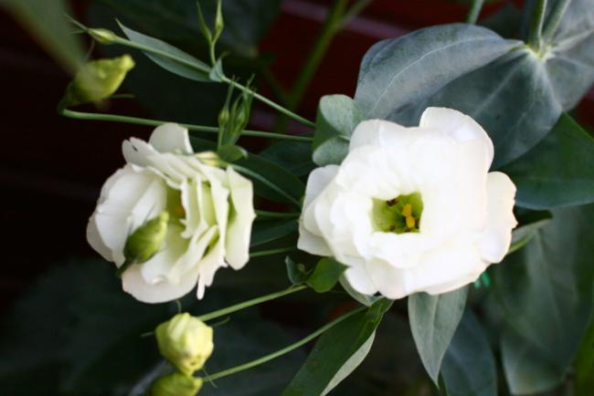Name:  Lisianthus 23.jpg
Views: 1066
Size:  28.6 KB