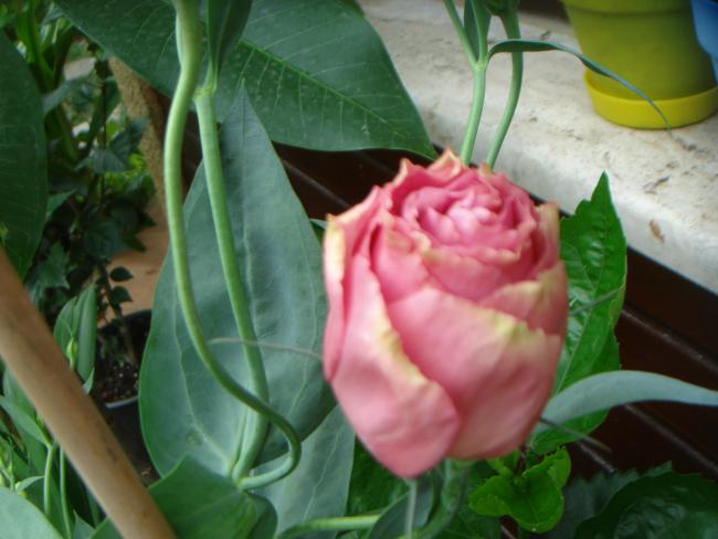Name:  Lisianthus 2.jpg
Views: 1055
Size:  39.6 KB