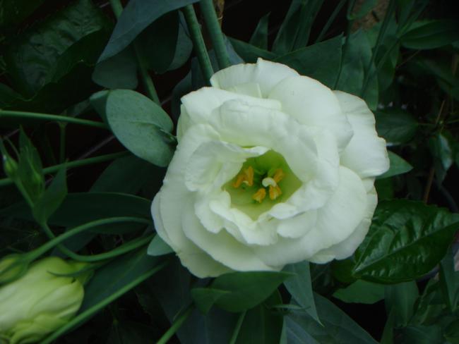 Name:  Lisianthus 4.jpg
Views: 1081
Size:  29.4 KB