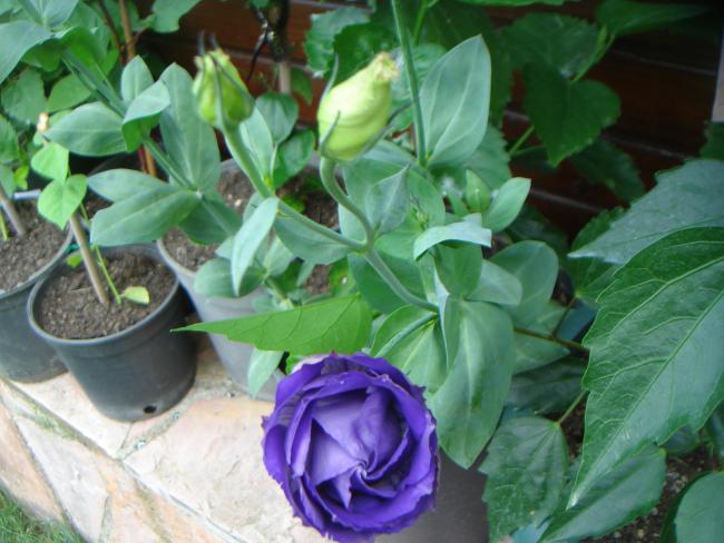 Name:  Lisianthus 6.jpg
Views: 1052
Size:  48.3 KB