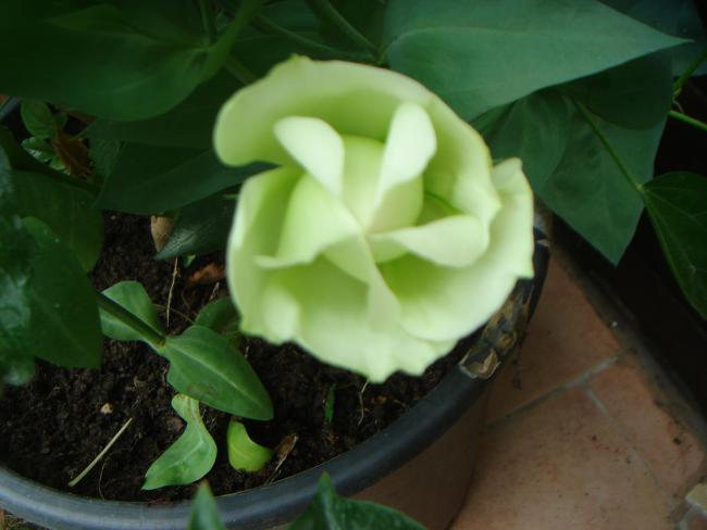 Name:  Lisianthus 1.jpg
Views: 1041
Size:  31.0 KB