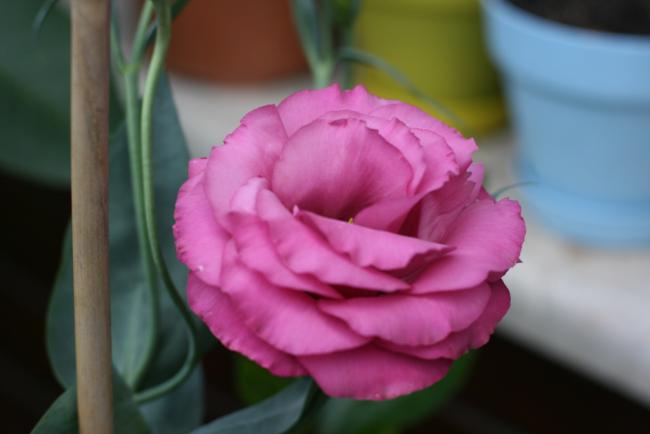 Name:  Lisianthus 15.jpg
Views: 1032
Size:  23.3 KB