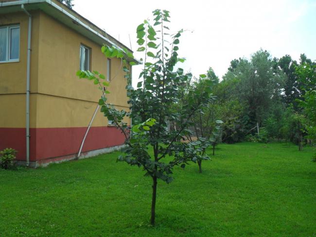 Name:  006.jpg
Views: 698
Size:  47.4 KB
