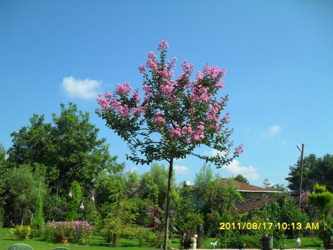Name:  076.jpg
Views: 821
Size:  56.2 KB