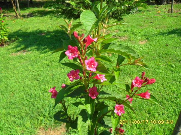 Name:  061.jpg
Views: 822
Size:  72.5 KB