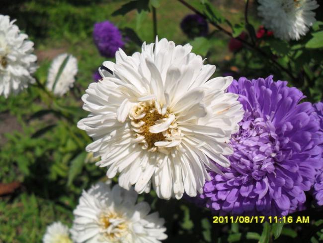 Name:  088.jpg
Views: 578
Size:  50.6 KB