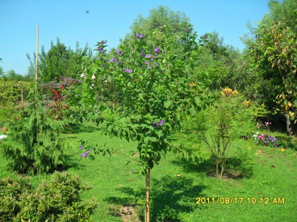Name:  069.jpg
Views: 713
Size:  71.7 KB