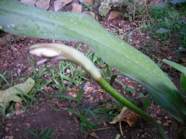 Name:  SDC12583 copy.jpg
Views: 710
Size:  54.8 KB