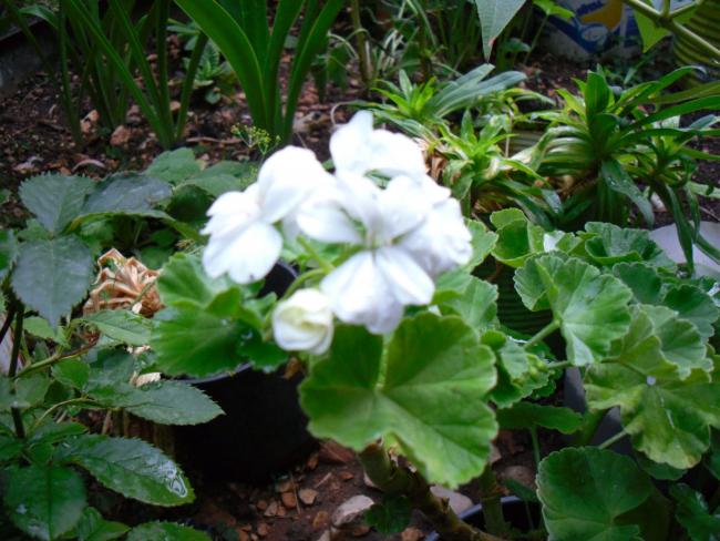 Name:  SDC12584 copy.jpg
Views: 651
Size:  56.0 KB