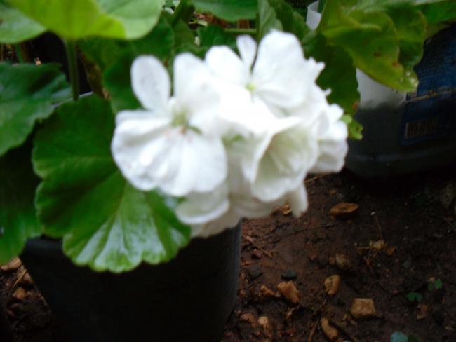 Name:  SDC12585 copy.jpg
Views: 678
Size:  30.5 KB