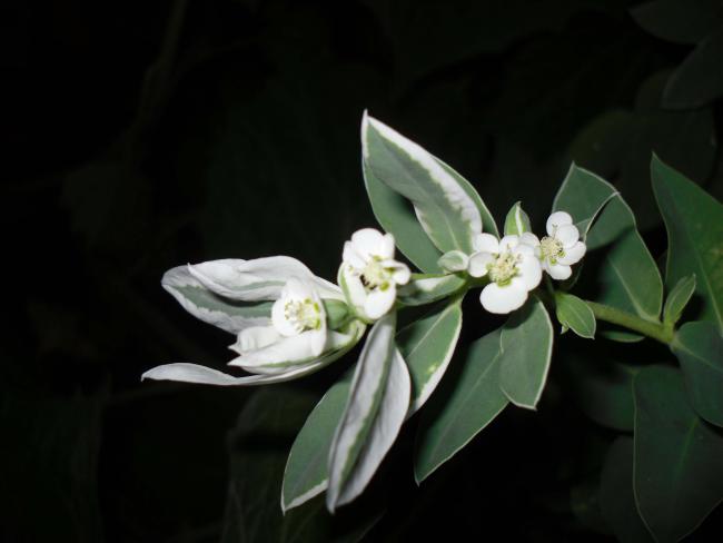 Name:  SDC12589 copy.jpg
Views: 632
Size:  24.1 KB