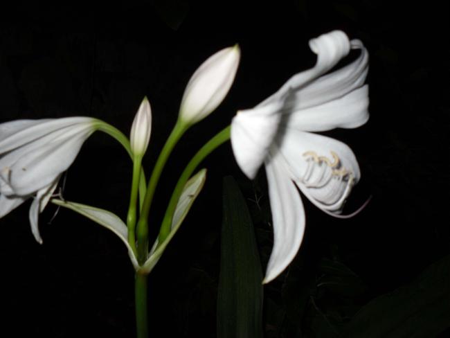 Name:  SDC12610 copy.jpg
Views: 644
Size:  21.1 KB