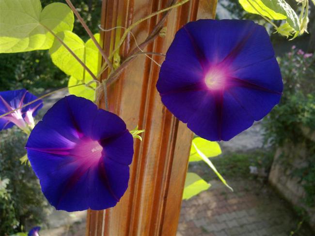 Name:  mn 002 (Byk).jpg
Views: 410
Size:  43.4 KB