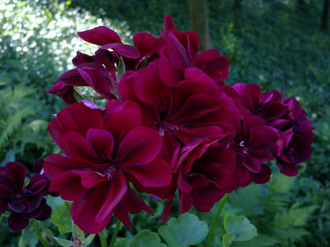 Name:  mn 014 (Byk).jpg
Views: 379
Size:  41.0 KB