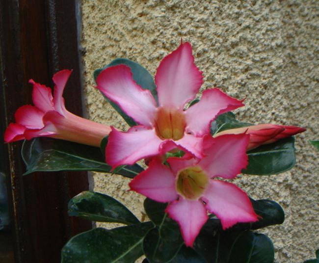 Name:  Adenium 11.jpg
Views: 972
Size:  54.9 KB