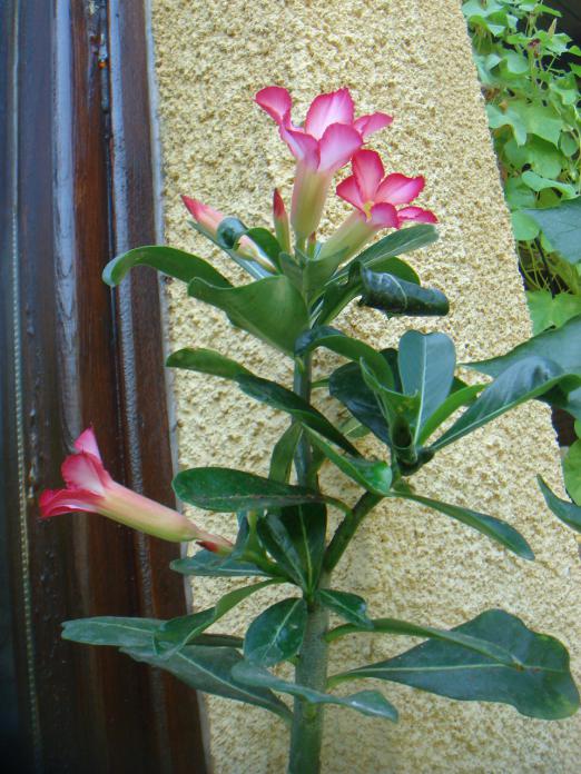 Name:  Adenium 6.jpg
Views: 1024
Size:  74.9 KB