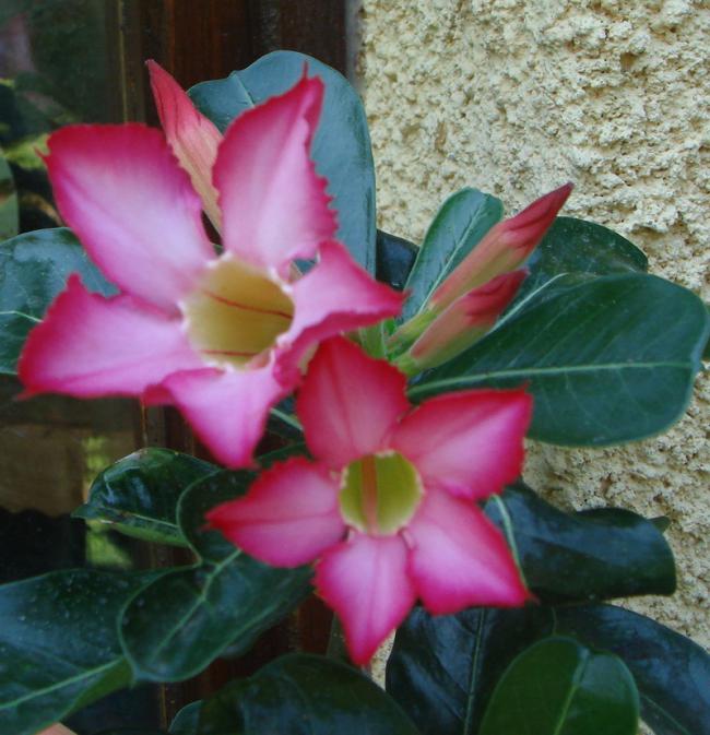 Name:  Adenium 5.jpg
Views: 1081
Size:  59.3 KB