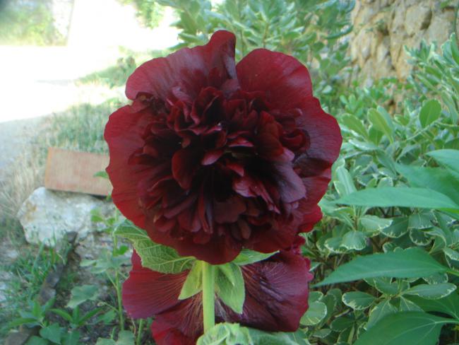 Name:  Alcea 13.jpg
Views: 834
Size:  47.5 KB