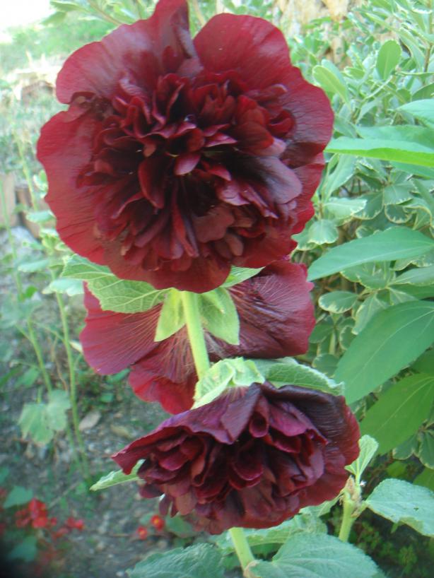 Name:  Alcea 11.jpg
Views: 777
Size:  72.1 KB